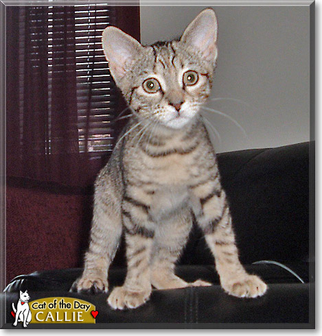 Callie, the Cat of the Day