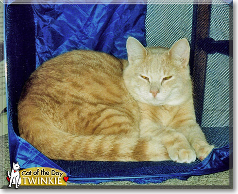 Twinkie, the Cat of the Day
