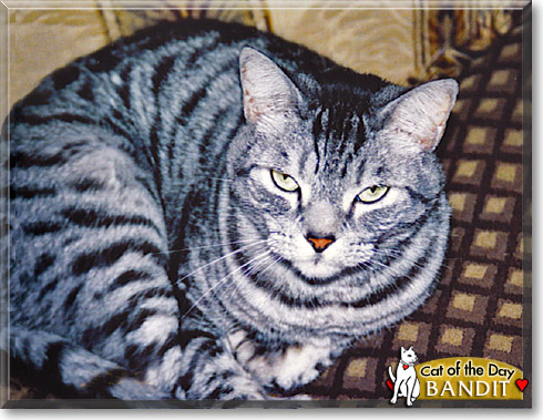 Bandit, the Cat of the Day