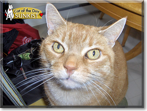 Sunkist, the Cat of the Day