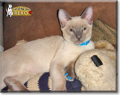 Reko, the Cat of the Day