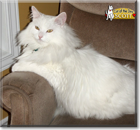 Scott, the Cat of the Day