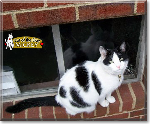 Mickey, the Cat of the Day