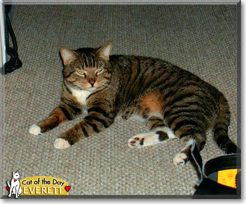 Everett, the Cat of the Day