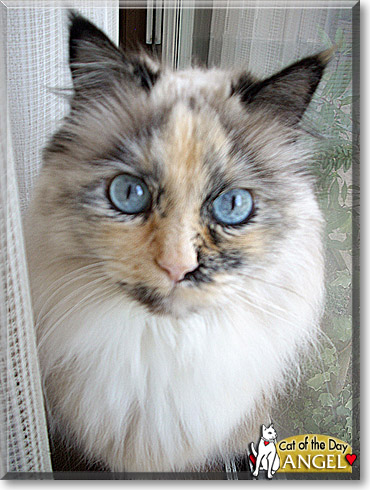 Angel, the Cat of the Day