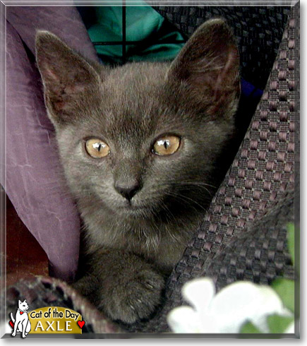 Axle, the Cat of the Day