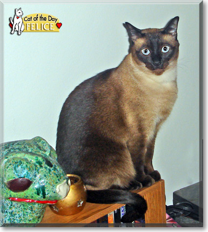 Felice, the Cat of the Day