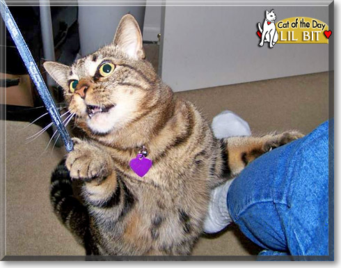 Lil Bit, the Cat of the Day