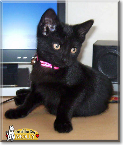 Molly, the Cat of the Day
