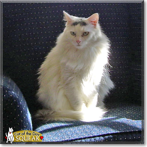Squeak, the Cat of the Day
