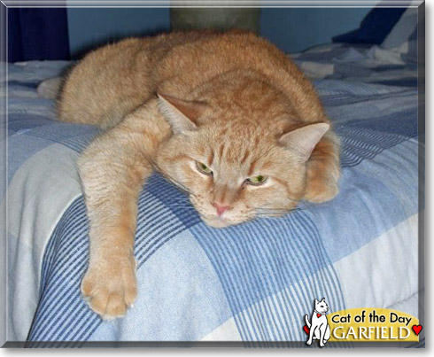 Garfield, the Cat of the Day