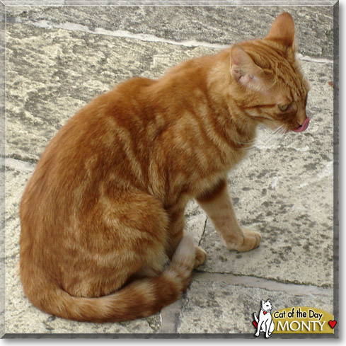 MontyCat, the Cat of the Day