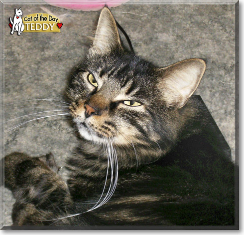 Teddy, the Cat of the Day