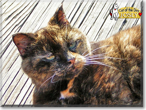 Josey, the Cat of the Day
