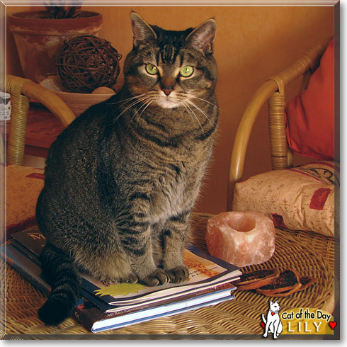 Lily, the Cat of the Day