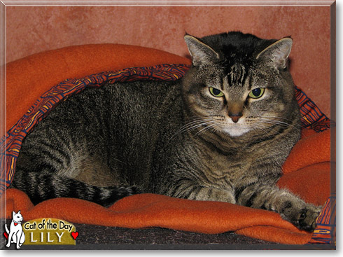 Lily, the Cat of the Day