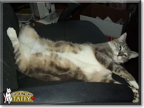 Taffy, the Cat of the Day