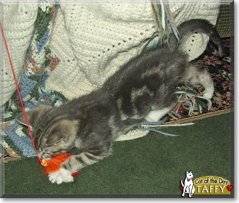 Taffy, the Cat of the Day Taffy, the Cat of the Day