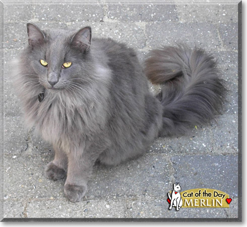 Merlin, the Cat of the Day