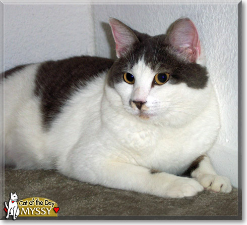 Myssy, the Cat of the Day