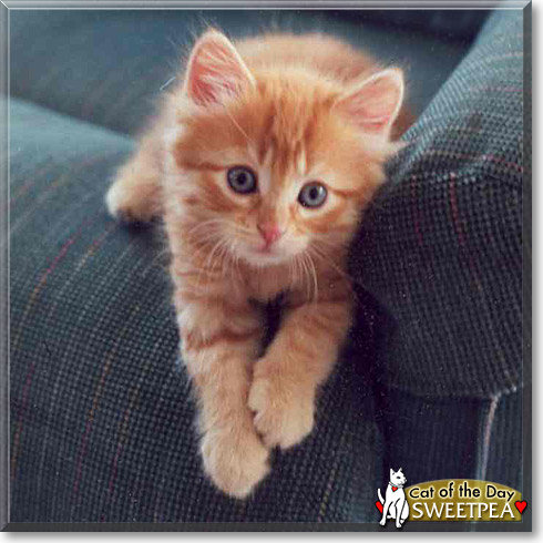 Sweetpea, the Cat of the Day