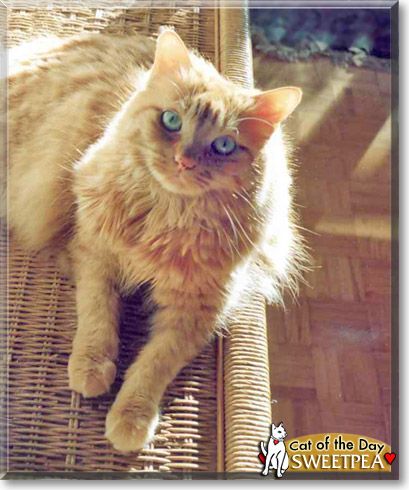 Sweetpea, the Cat of the Day