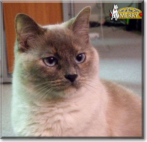 Merry, the Cat of the Day