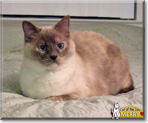 Merry, the Cat of the Day