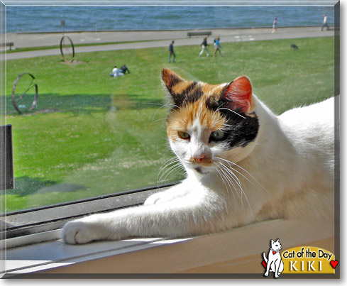 Kiki, the Cat of the Day