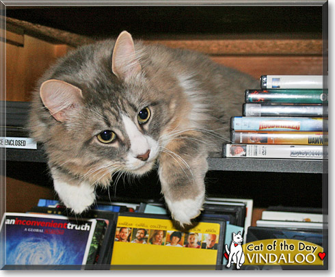 Vindaloo, the Cat of the Day
