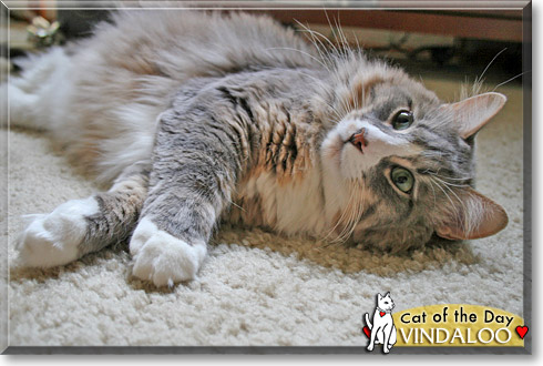 Vindaloo, the Cat of the Day