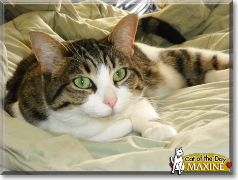Maxine, the Cat of the Day