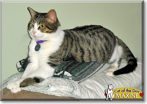 Maxine, the Cat of the Day