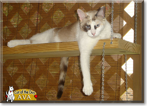 Ava, the Cat of the Day
