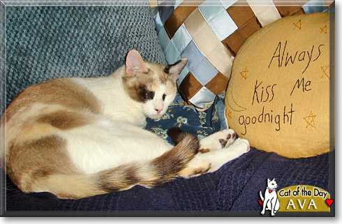 Ava, the Cat of the Day