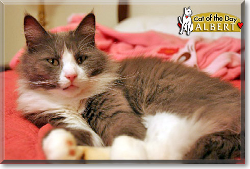 Albert, the Cat of the Day