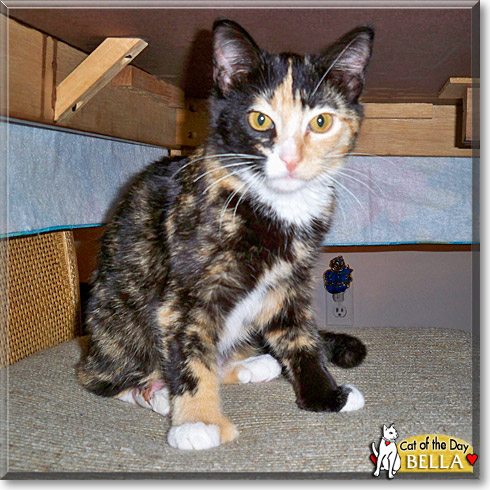 Bella, the Cat of the Day