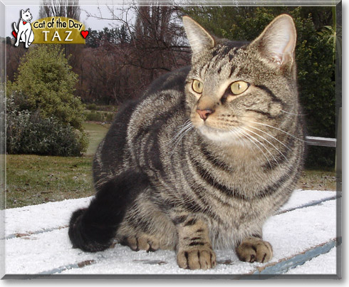 Taz, the Cat of the Day