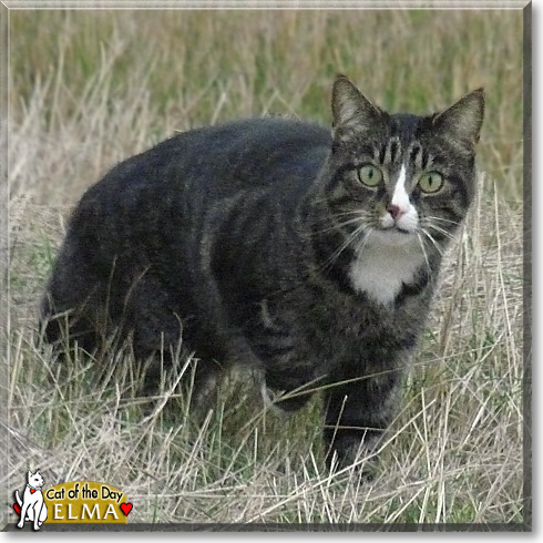 Elma, the Cat of the Day Elma, the Cat of the Day