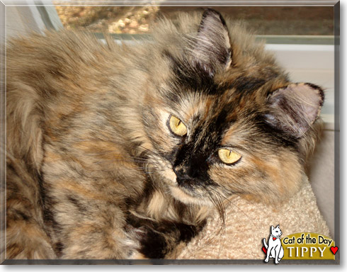 Pippy, the Cat of the Day