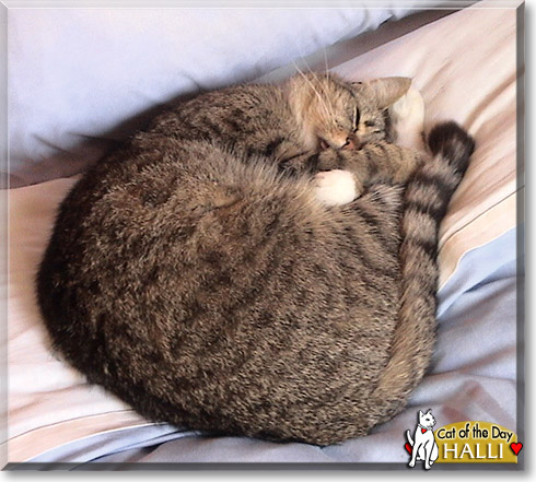 Halli, the Cat of the Day
