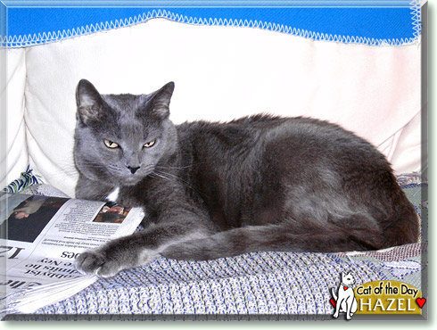 Hazel, the Cat of the Day