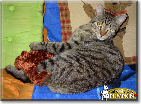 Pumpkin, the Cat of the Day