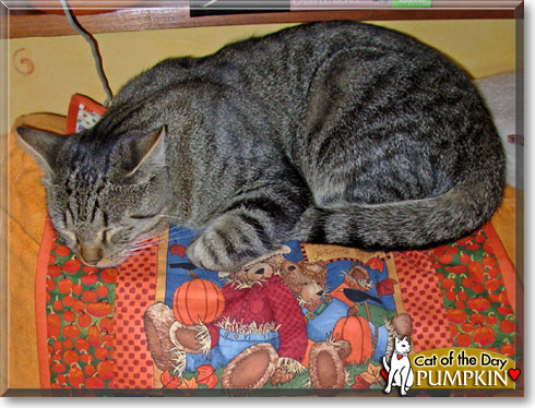 Sissy, the Cat of the Day Sissy, the Cat of the Day