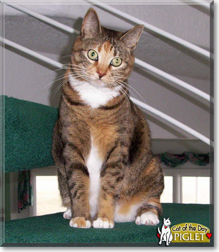 Piglet, the Cat of the Day
