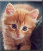 Sweetpea