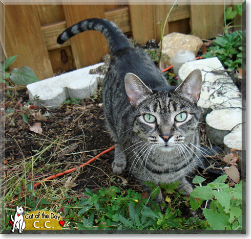 C.C., the Cat of the Day