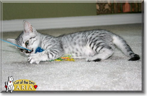 Aria, the Cat of the Day
