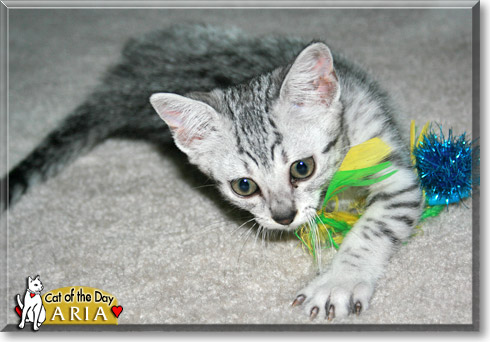Aria, the Cat of the Day