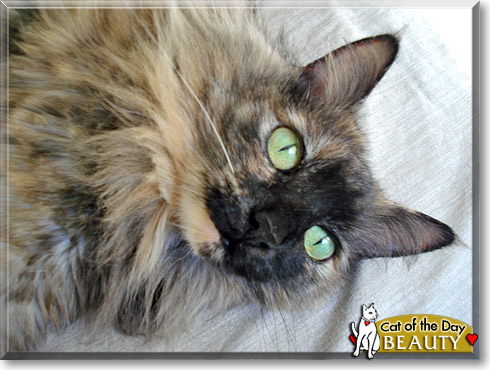 Beauty, the Cat of the Day